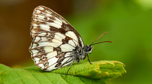 Close-up of butterfly on flower