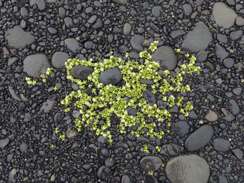 High angle view of stones on plant