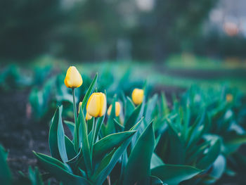 Close-up of yellow crocus flowers