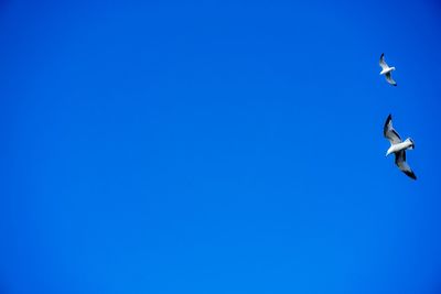 Low angle view of seagull flying against blue sky
