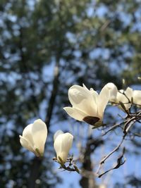 Close-up of white flowering plant