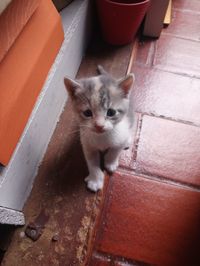 High angle portrait of cat by kitten