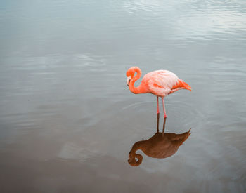 High angle view of a bird drinking water