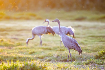 Close-up of bird on field