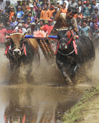 The annual tradition of the town of probolinggo, a race of cows in a muddy field area