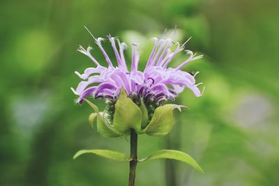 Close-up of purple flowering plant