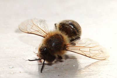 Close-up of insect