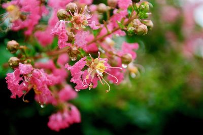 Close-up of pink cherry blossoms