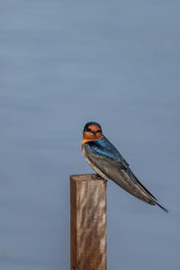 Close-up of bird perching on wooden post