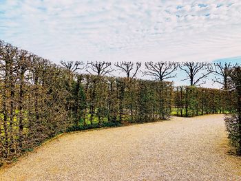 Plants growing on land against sky