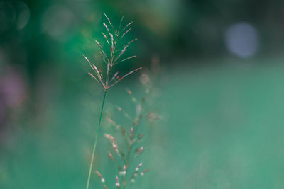 Close-up of plant