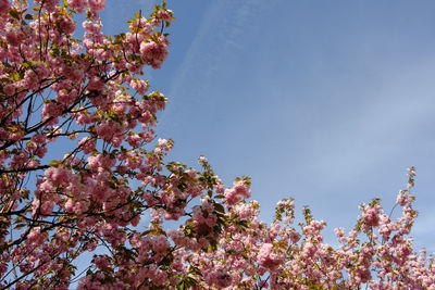 Low angle view of cherry blossoms against sky