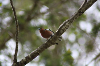 Low angle view of bird perching on branch