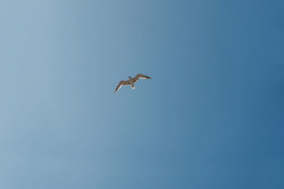 Low angle view of seagulls flying against clear blue sky