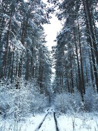 Trees in forest during winter