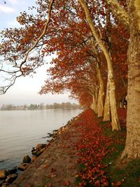 Scenic view of lake during autumn