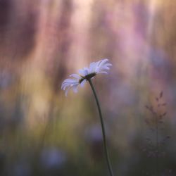 Close-up of flower against blurred background