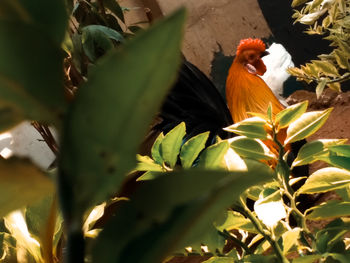 Bird perching on a plant
