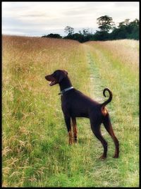 Dog on grassy field