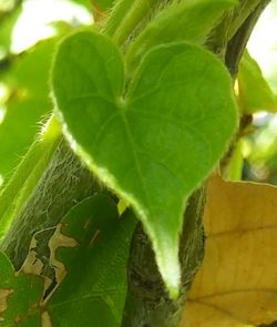 Close-up of plant