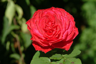 Close-up of red rose