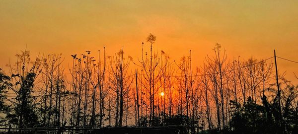 Silhouette plants against orange sky