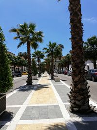 Palm trees by street in city against sky