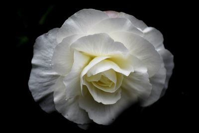 Close-up of rose against black background