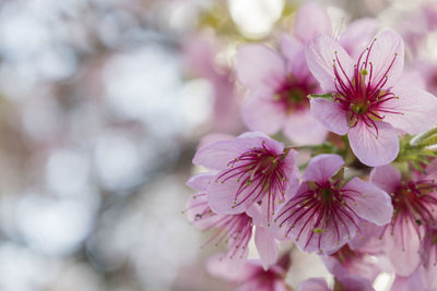 Close-up of pink cherry blossoms