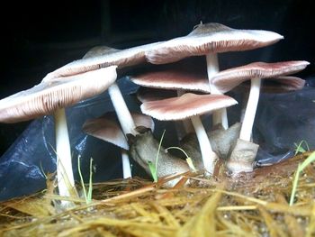 Close-up of mushroom growing on field