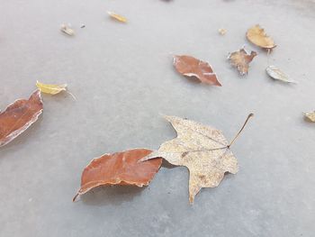 High angle view of dry maple leaf on water