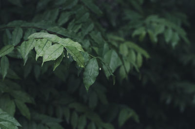 Close-up of fresh green leaves on plant