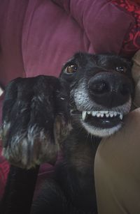 Close-up of a dog