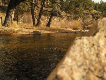 Scenic view of forest