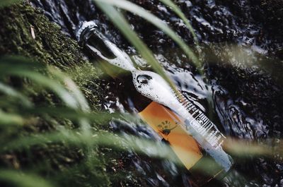 Close-up of duck swimming in lake