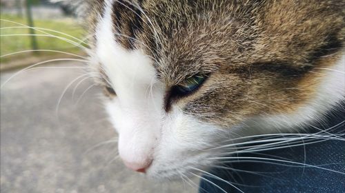 Close-up portrait of cat