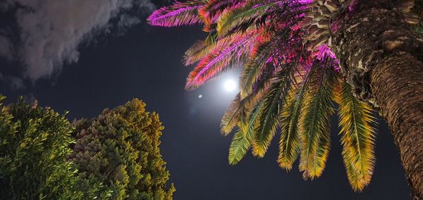 Low angle view of illuminated trees against sky at night