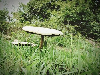 Mushrooms growing on grass