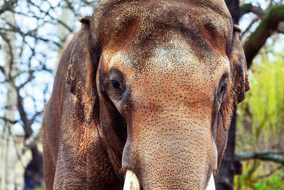 Portrait of asian elephant . rough animal skin . face details of elephant