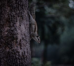 Close-up of squirrel on tree trunk