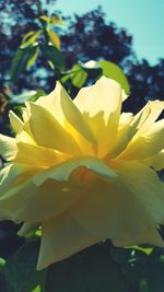Close-up of yellow flowers