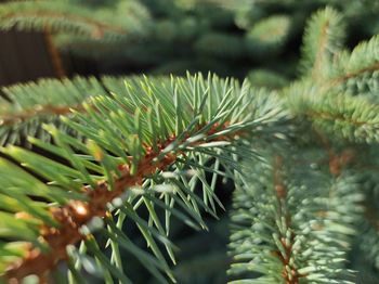 Close-up of pine tree