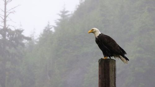 Bird perching on wooden post against sky