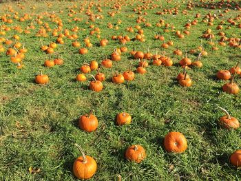 Autumn leaves on field