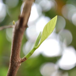 Close-up of leaves on branch