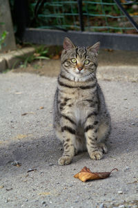 Portrait of cat sitting on footpath