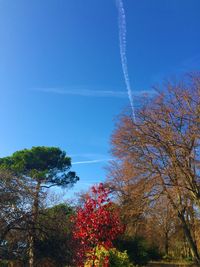 Low angle view of trees against blue sky