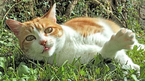 Portrait of cat lying on plant