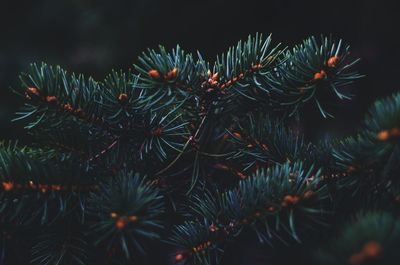 Close-up of christmas tree