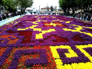 Multi colored flowers